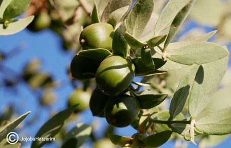 שמן חוחובה- הזהב הנוזלי